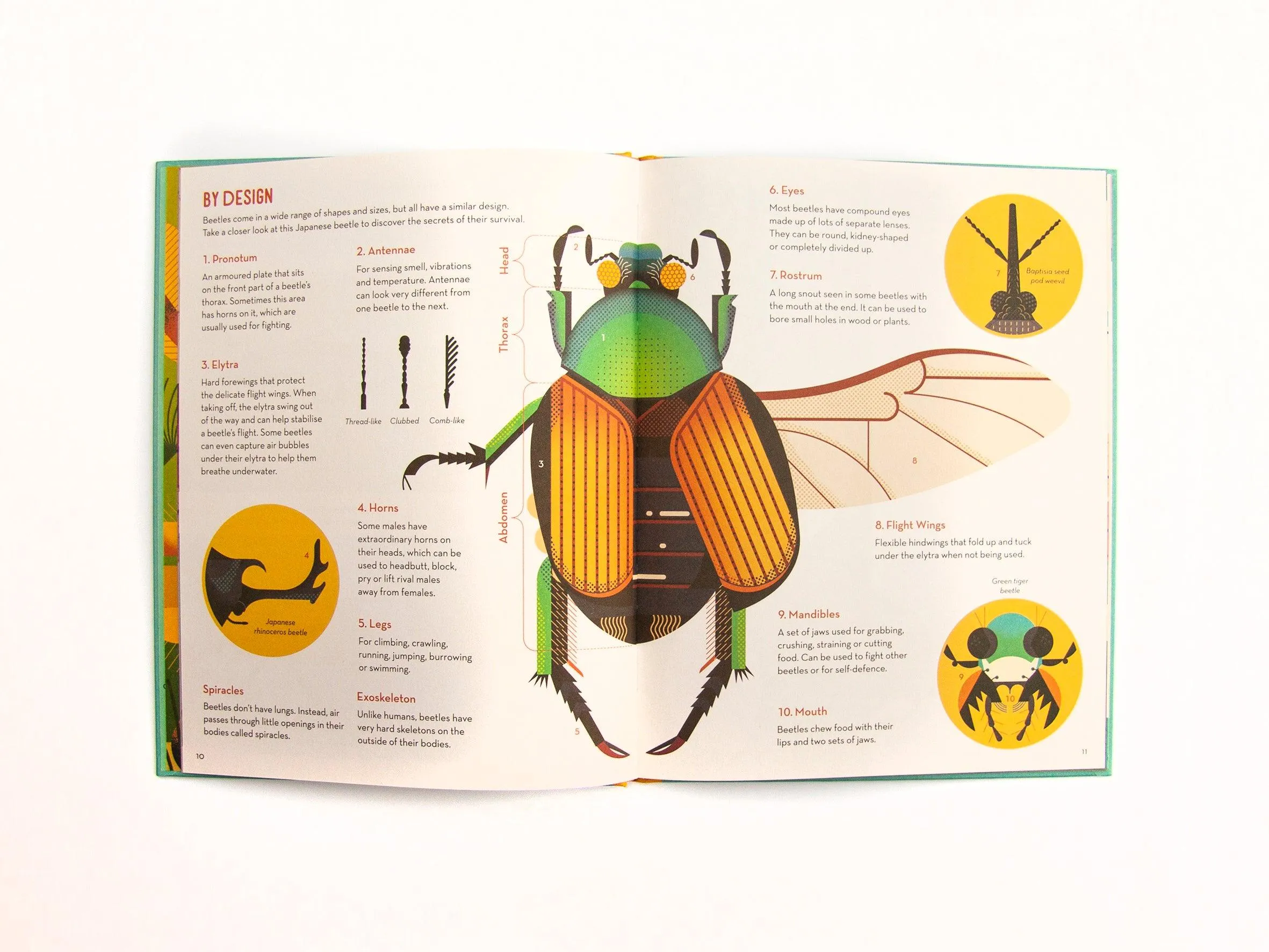 Bonkers About Beetles by Owen Davies