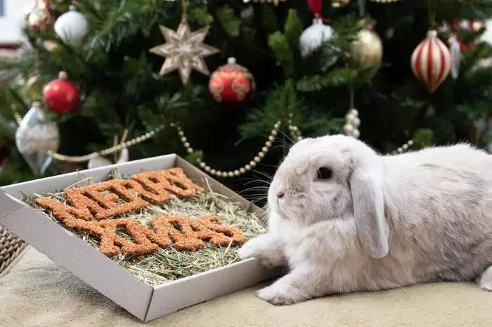 Merry Christmas Forage Tray