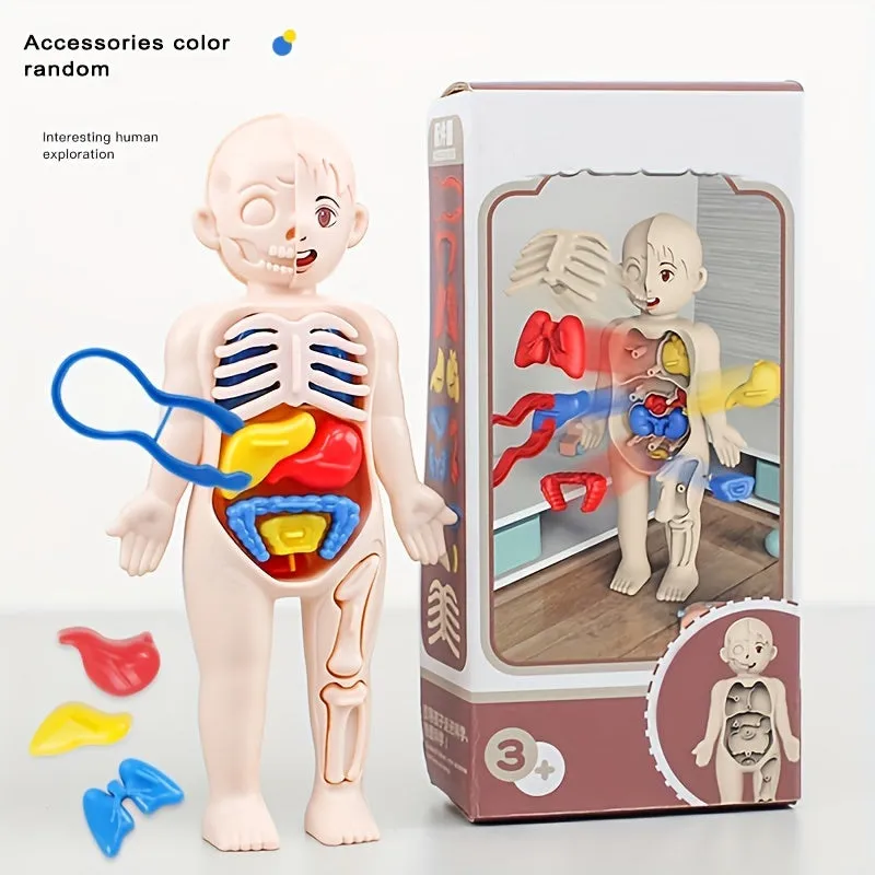 STEM Organ Model Kit HandsOn Learning for Kids