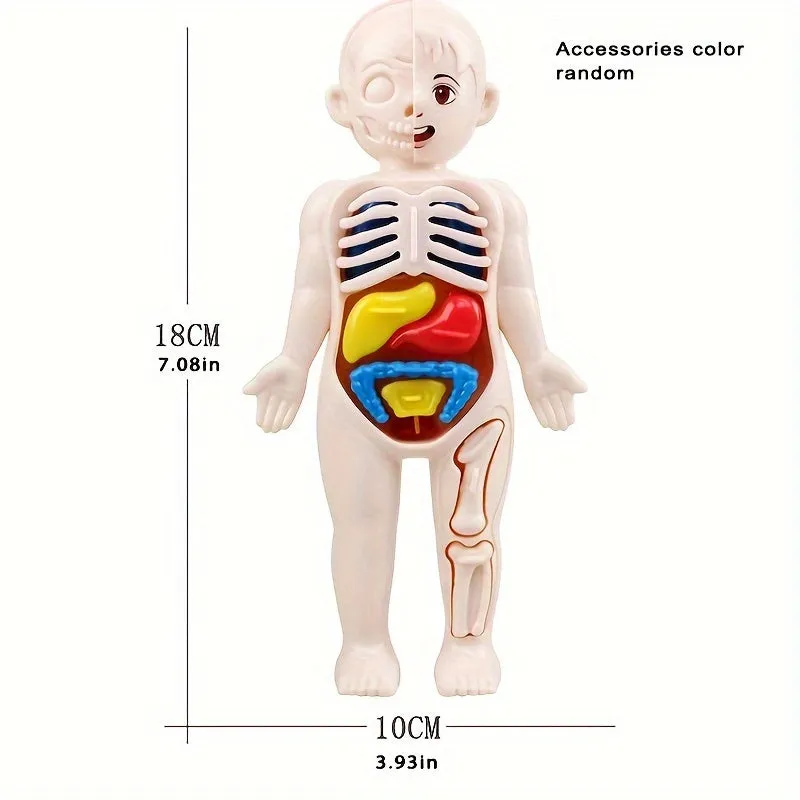 STEM Organ Model Kit HandsOn Learning for Kids